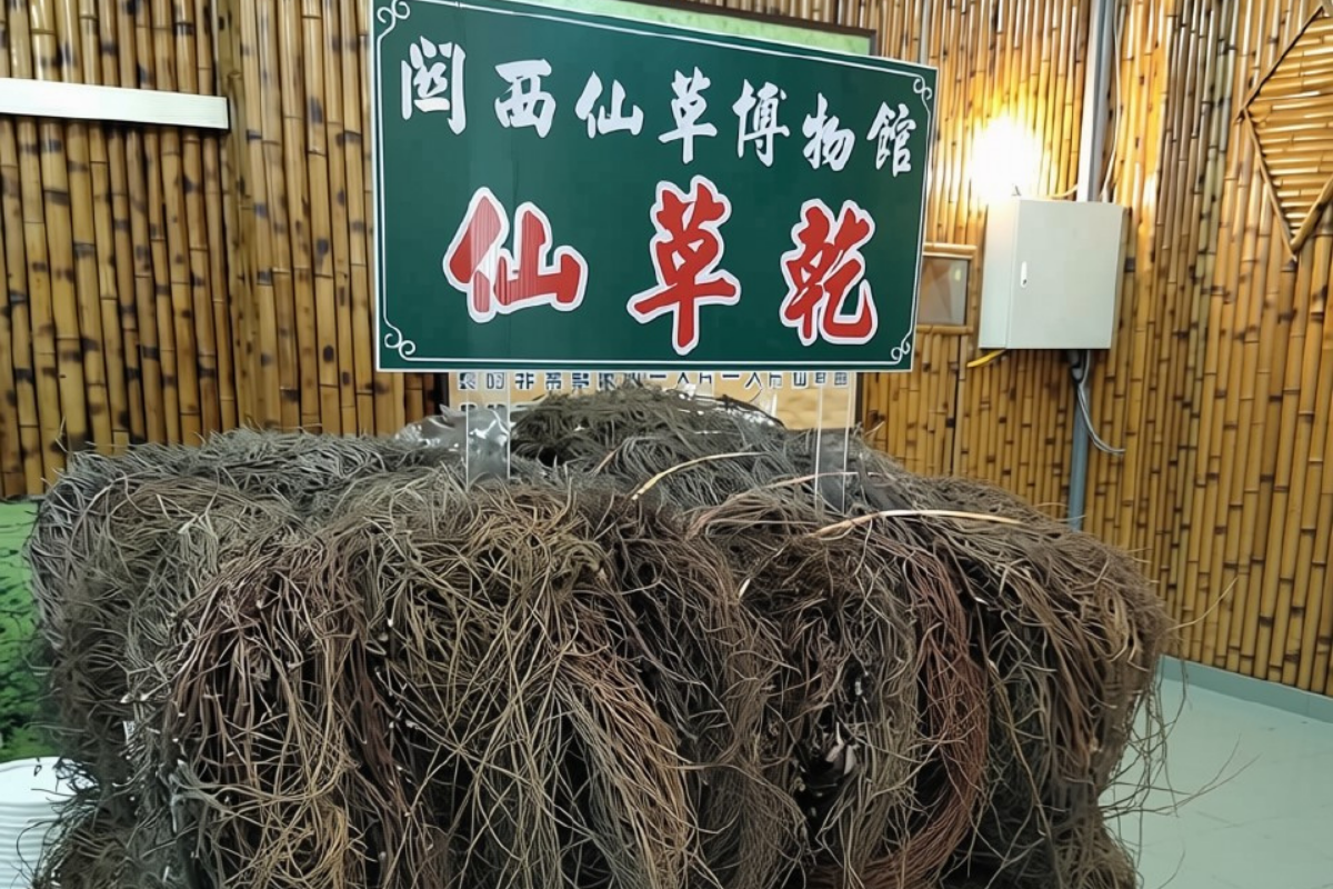 曬乾後的仙草乾